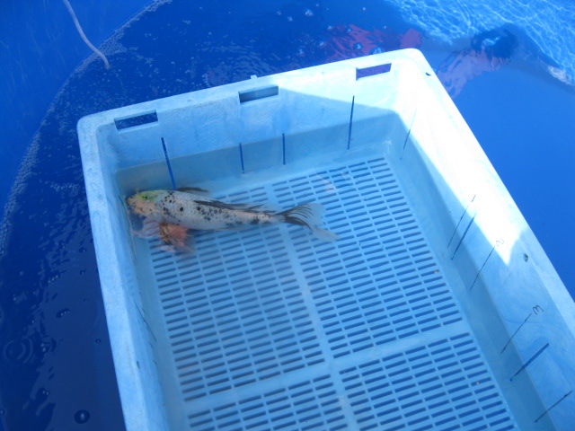 picture of Long Fin, Size 2, 1st Place Size