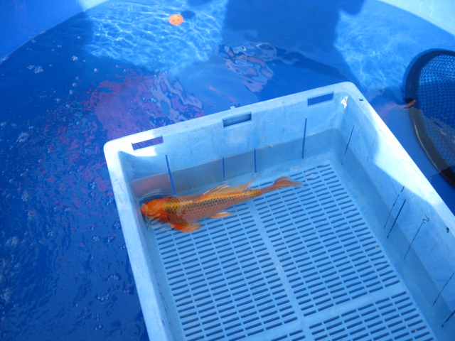picture of Long Fin, Size 2