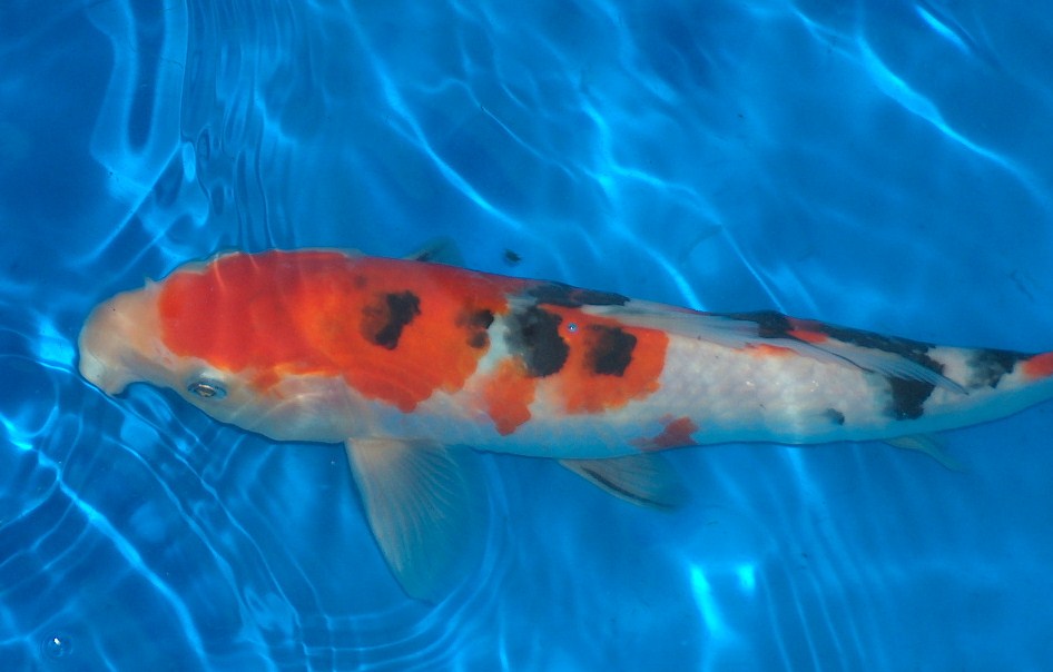 Donated Koi