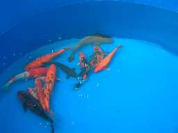 Some Fish