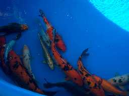 Some Fish