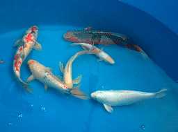 Some Fish